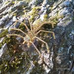 Handmade Unique Spider Sculpture Brooch